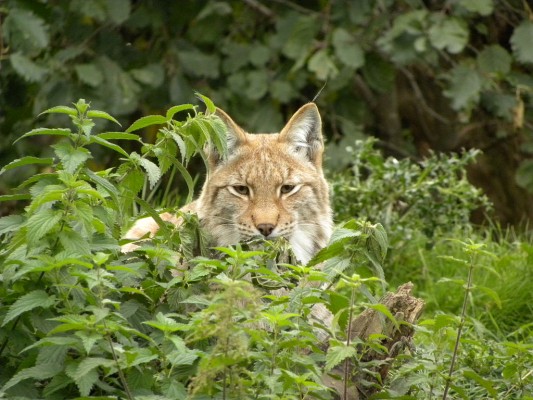 Lynx