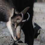 Alpine Habitants