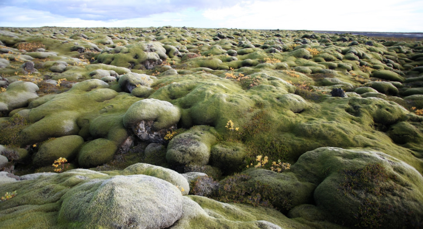 Lava rocks Iceland