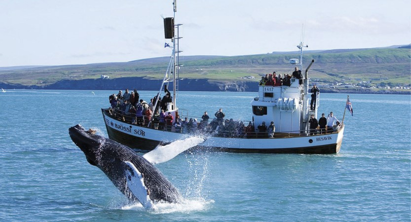 Whale watching Iceland