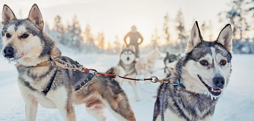 Husky Sledding in Lapland