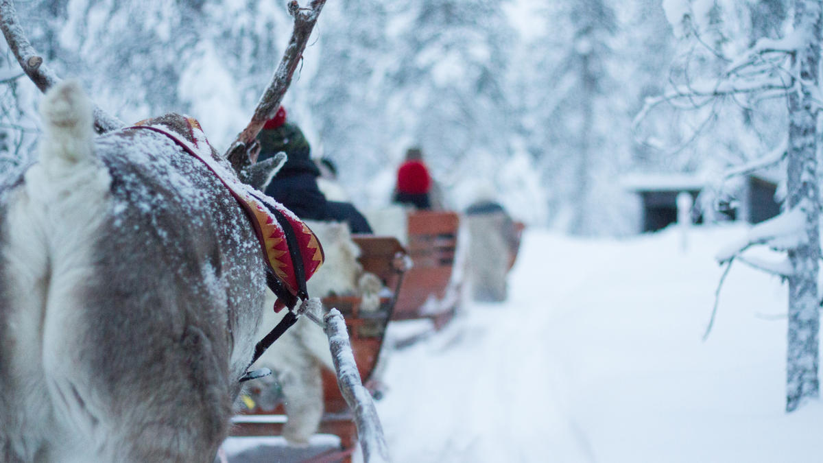 Lapland Excursion Reindeer 1