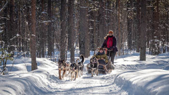 Levi Lapland Husky Sledding