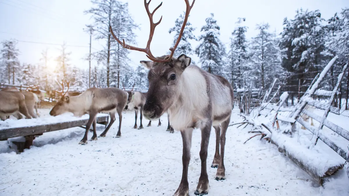 Finland Lapland Reindeer
