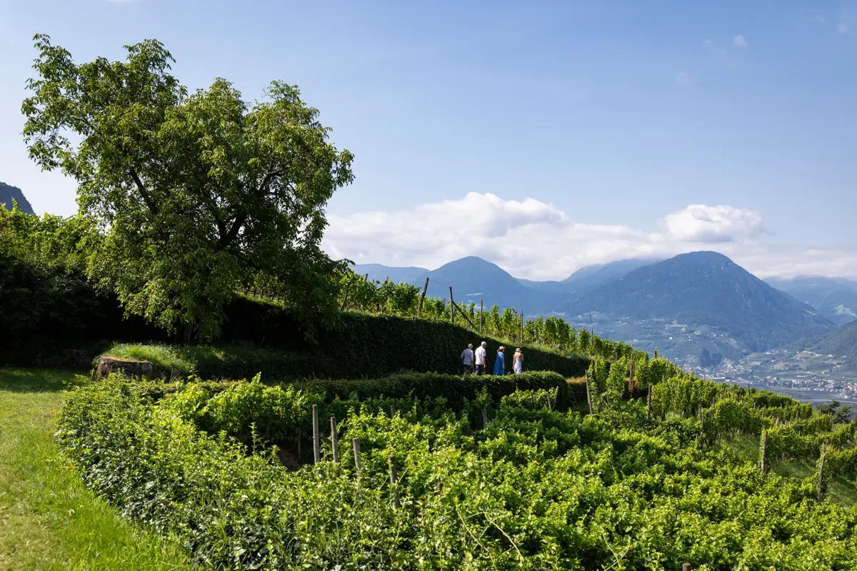 Merano, South Tyrol, Italy, Surrounded by Vineyards