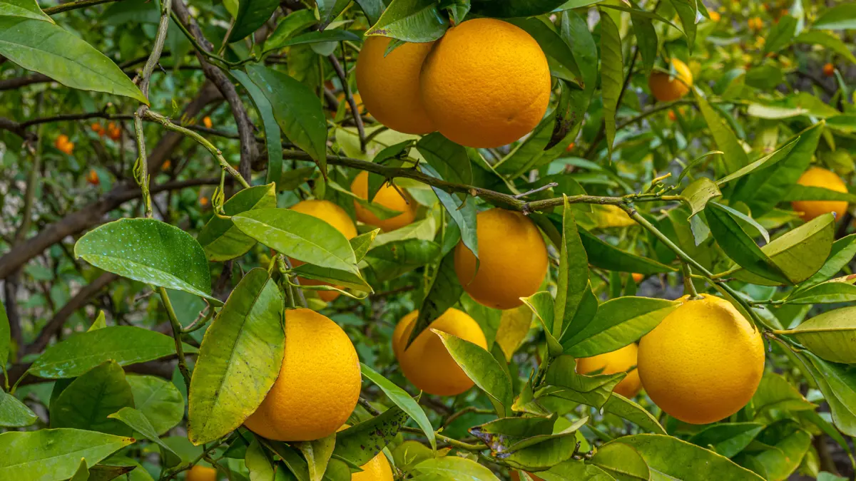oranges from La Limonaia del Castel