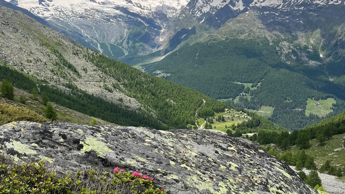 Alpine Flower Promenade Saas Fee