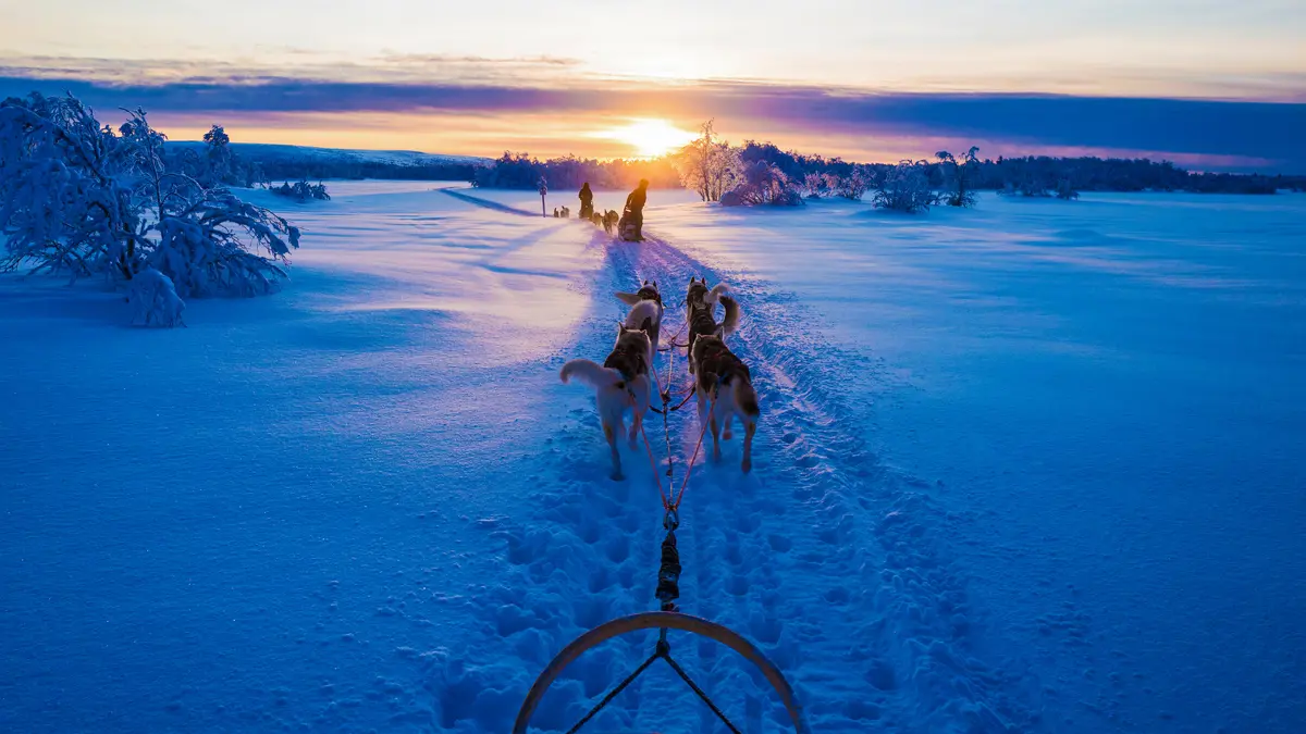 Lapland Excursion Husky 2