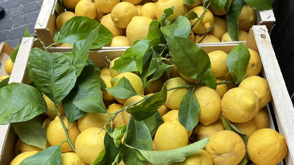 Lemons, Limone, Lake Garda, Italy