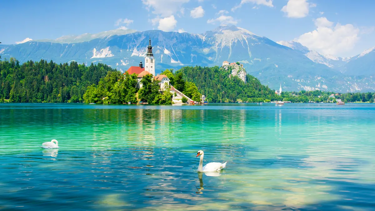 Lake Bled swans on lake