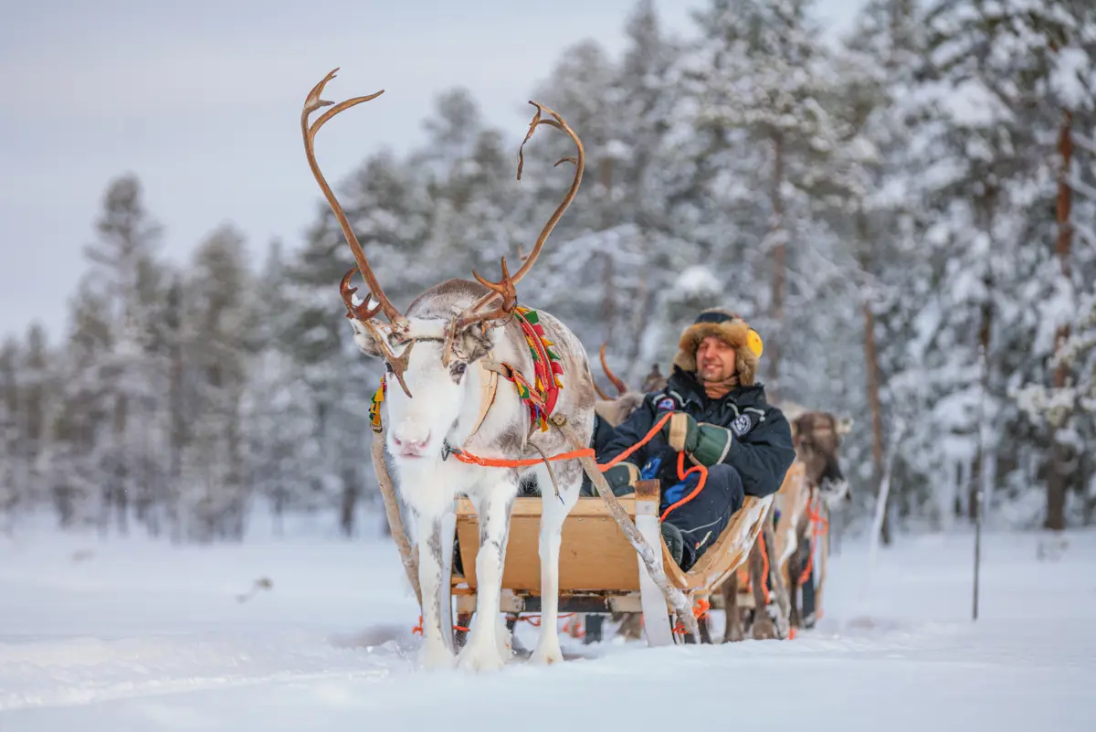 Muonio Finland Reindeer Sleigh Ride