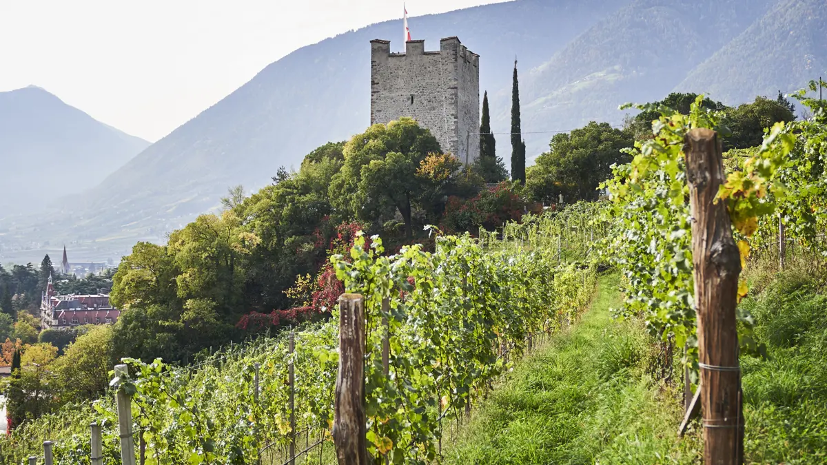 Merano, South Tyrol, Italy, Vineyard