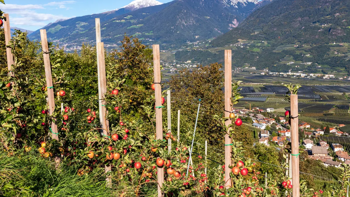 Merano, South Tyrol, Apple Orchard