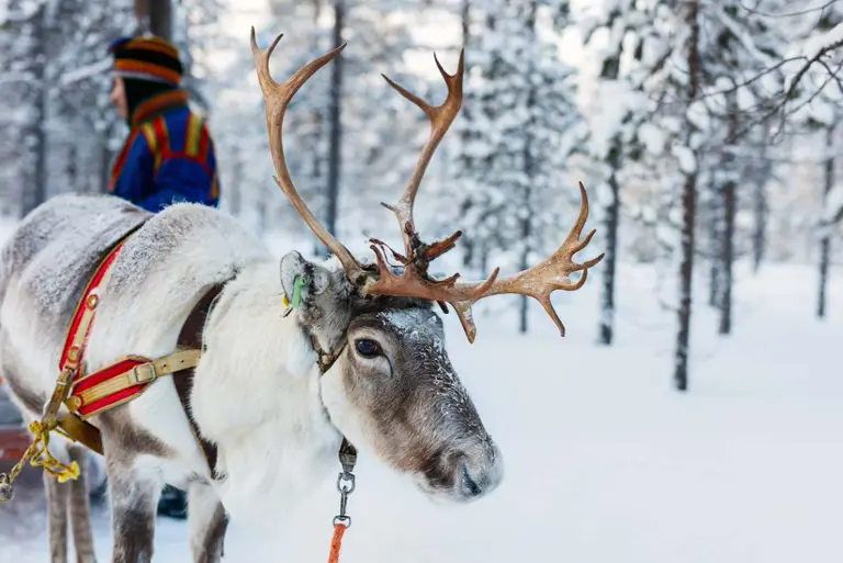 Inghams Lapland Save Extra 100 Per Person Hero 2026 Santa Breaks