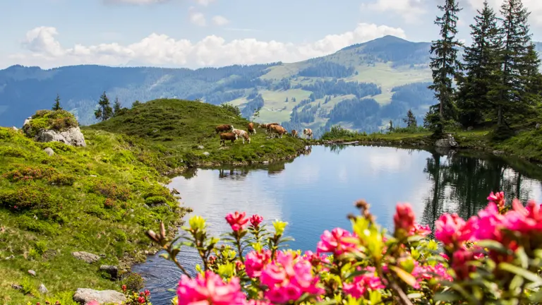 A scenic view of a landscape