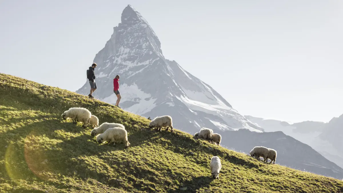 Zermatt Sheep Copyright Zermatt Tourism Pascal Gertschen