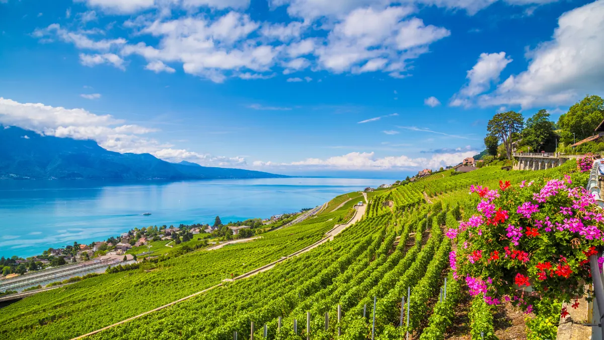 Wine In Switzerland