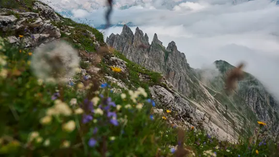 Seefeld Karwendel Mountains and Wildflowers