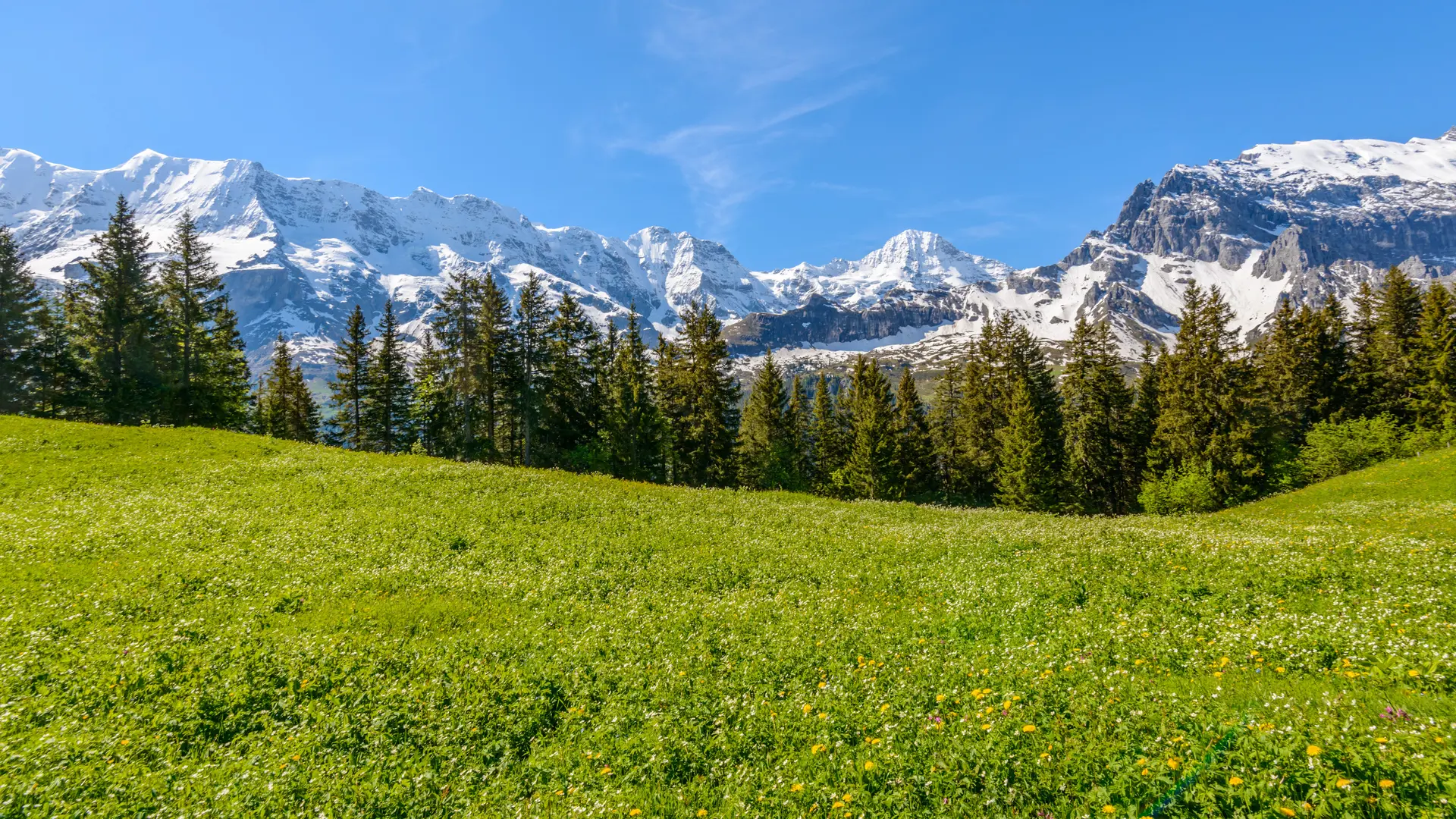 Hero Banner Background Video or Image