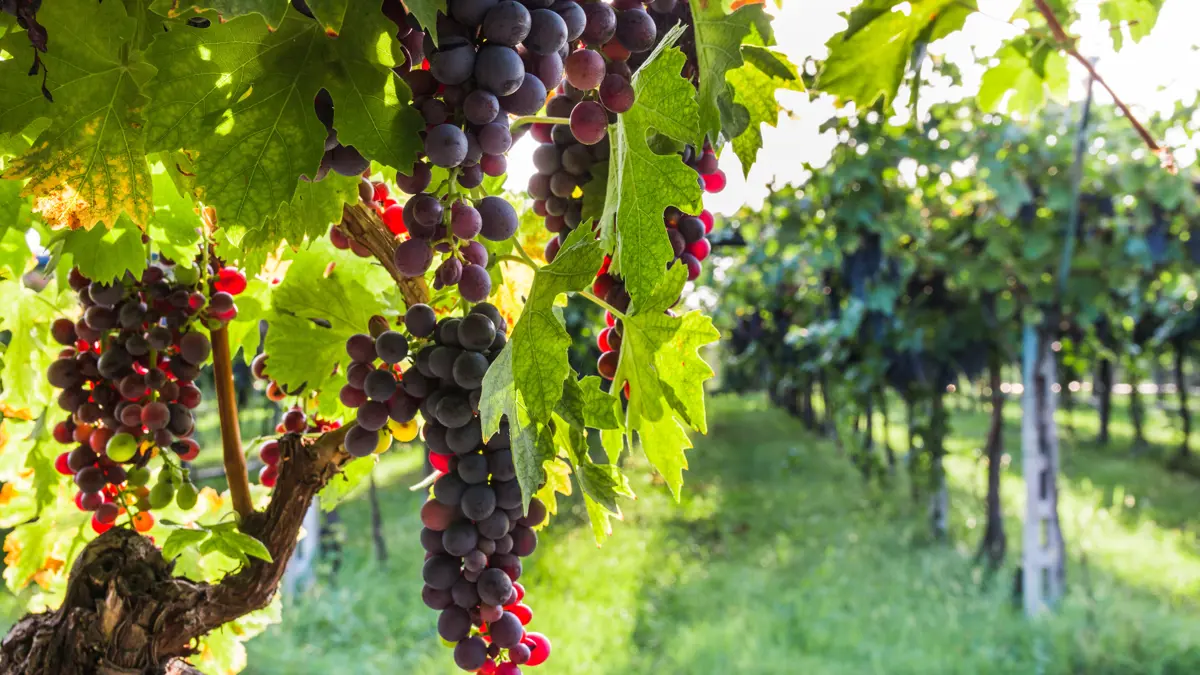 Vineyard in Bardolino, Lake Garda, Food & Drink in Italy
