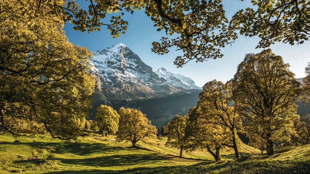 Grindelwald Autumn Trees