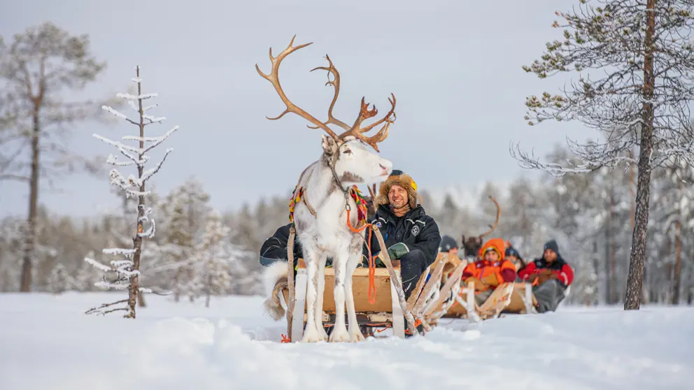 Harriniva Adventure Resort Muonio Reindeer Sleigh Ride. [6]