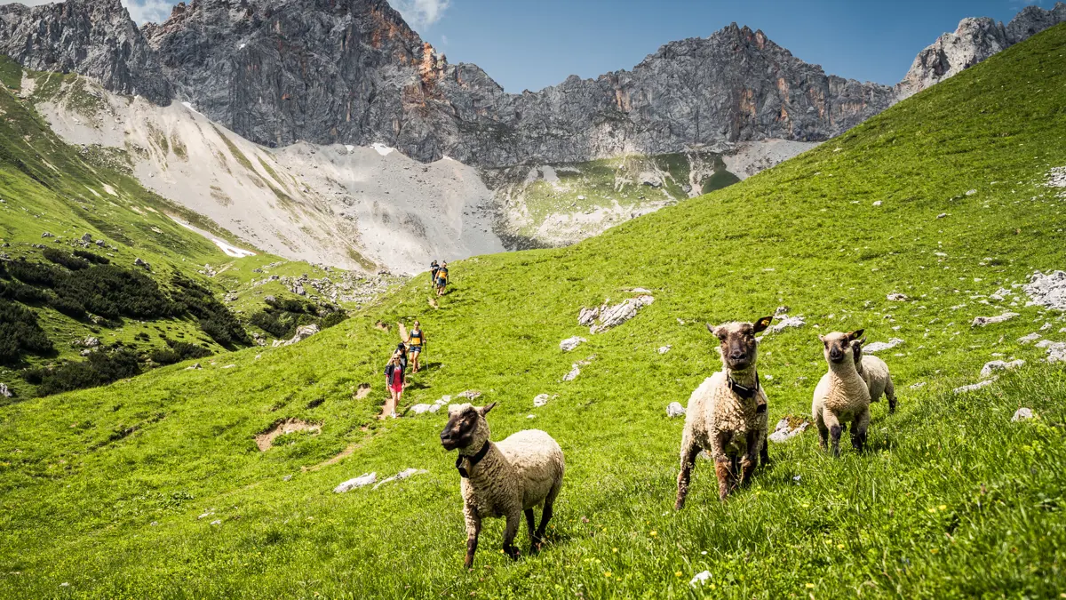 Sheep herd in the Gaistal above Leutasch ©Region Seefeld