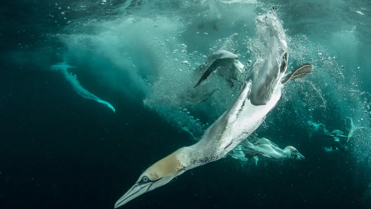 Gannet Credit Richard Sucksmith Scotlandbigpicture.Com Richard Sucksmith Scotlandbigpicture.Com Gannets In Shetland