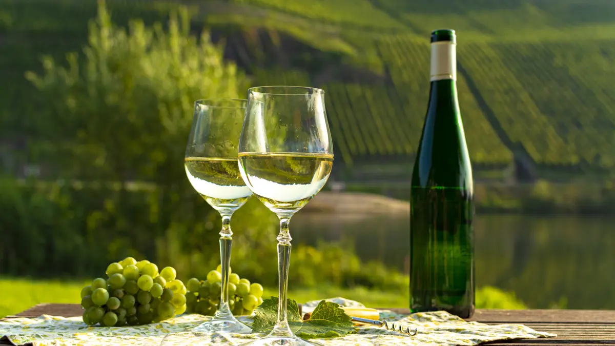 Wine Vineyard
