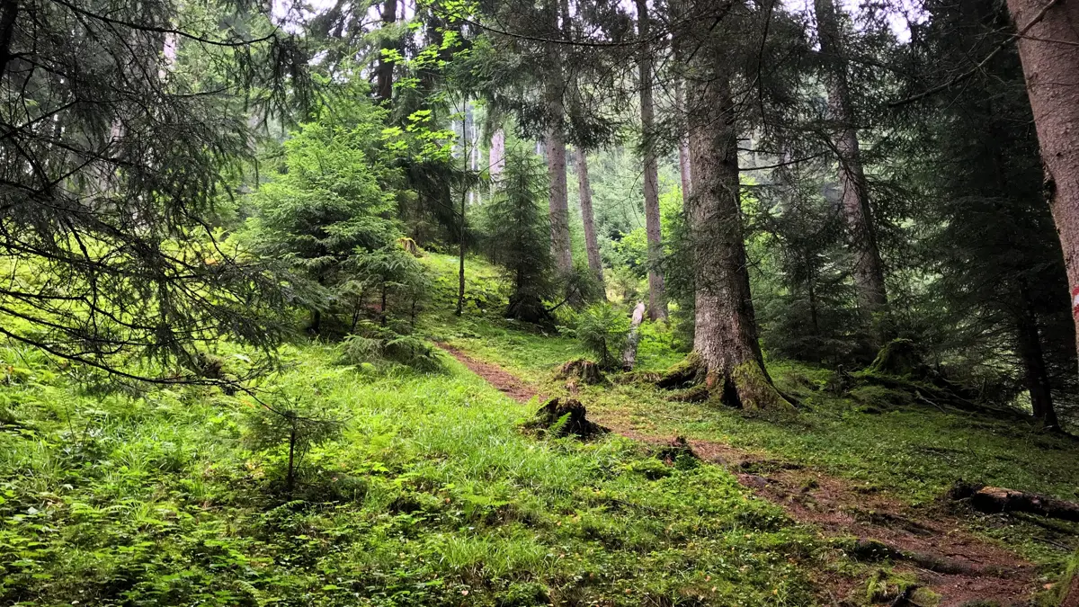 Soll Forest Walking Near Scheffau