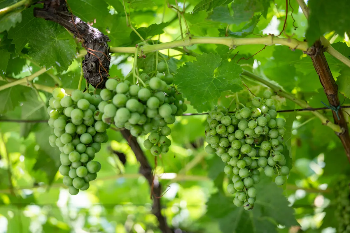 Merano, South Tyrol, Italy, Viticulture
