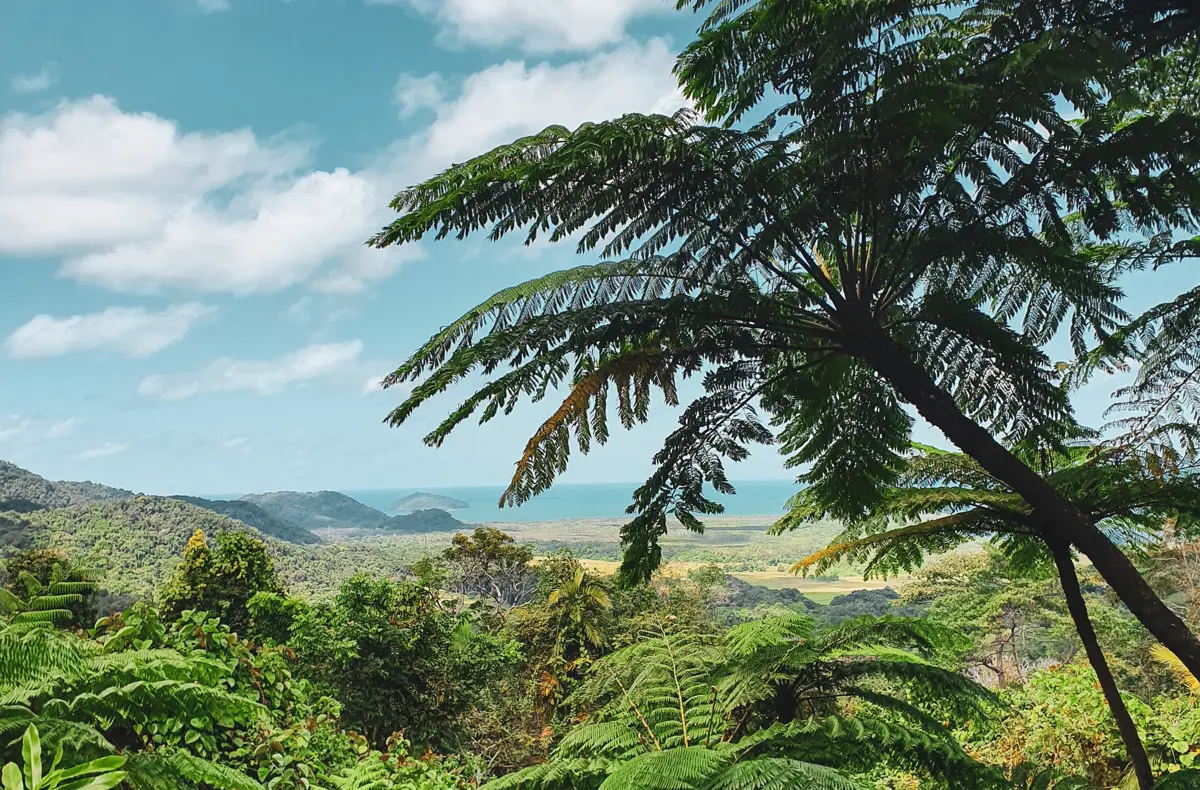 Australian Rainforest