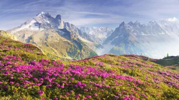 A look across the vast mountains and valleys of Chamonix from atop a beautiful flowery meadow.