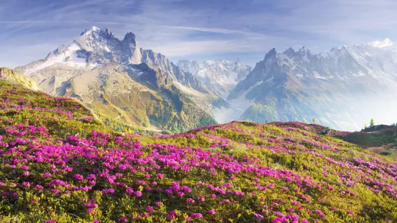A look across the vast mountains and valleys of Chamonix from atop a beautiful flowery meadow.