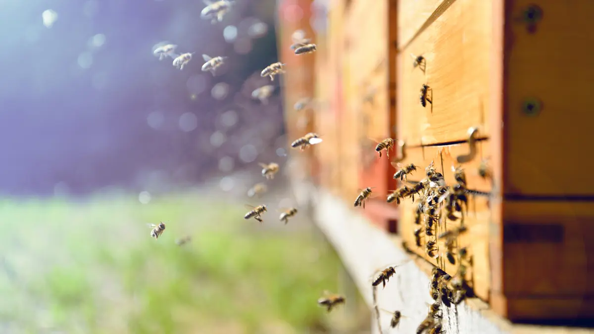 Beehive