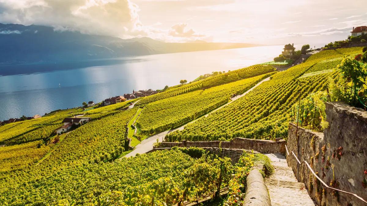 Vineyard Switzerland