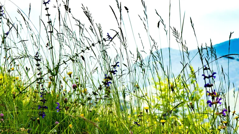 A scenic view of a landscape