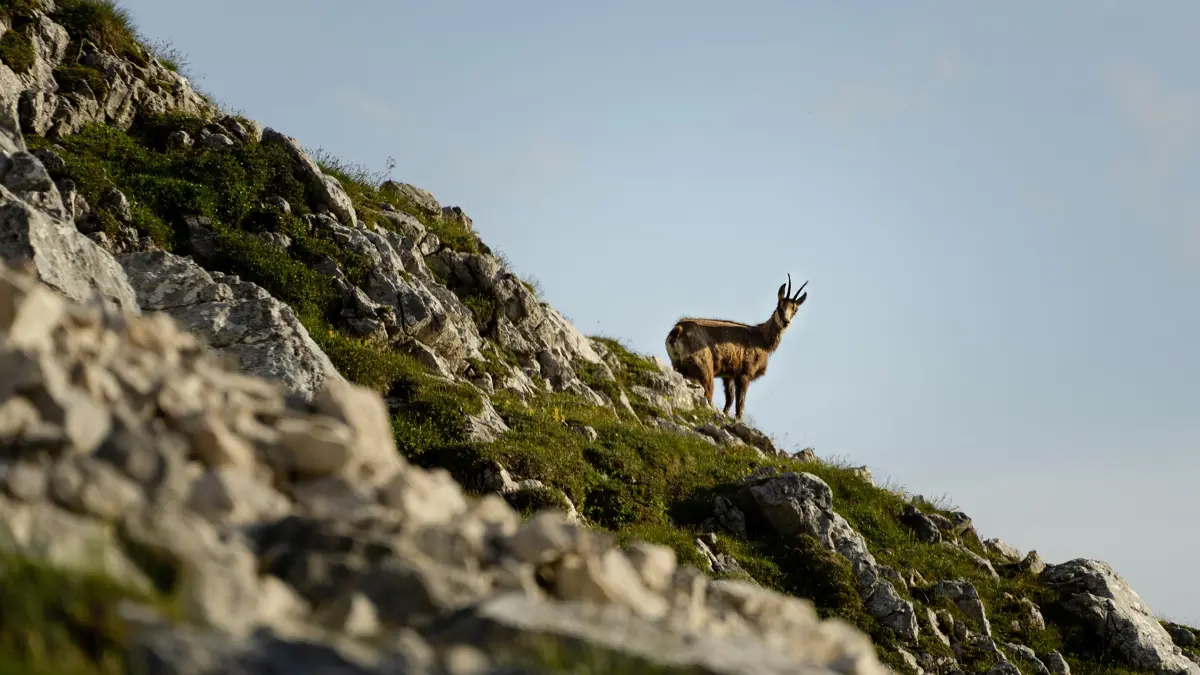 Chamois on rocks at Predigtstuhl ©Region Seefeld