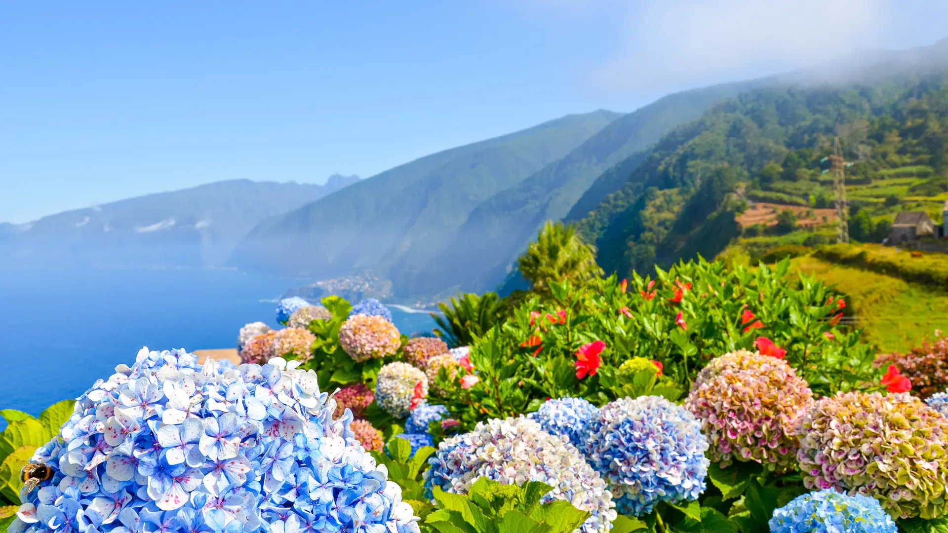 Hero Banner Background Video or Image