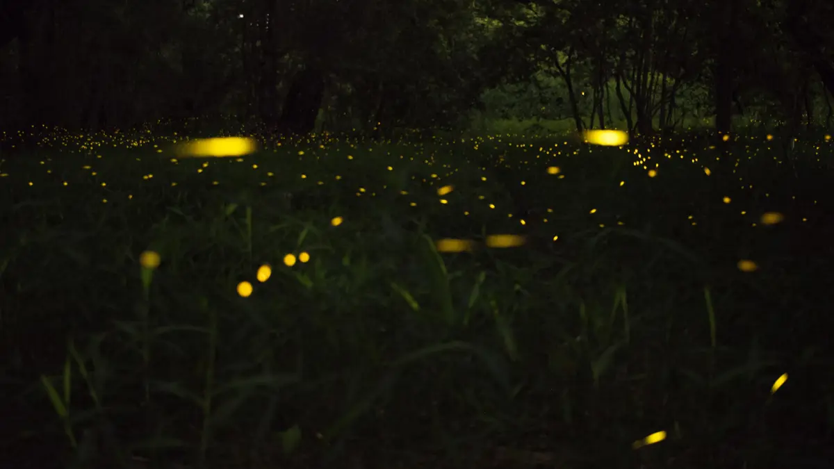 Firefly Park