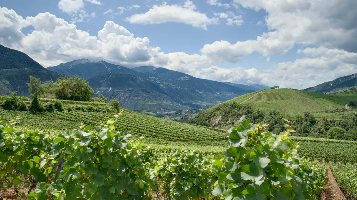 Switzerland Wine Region