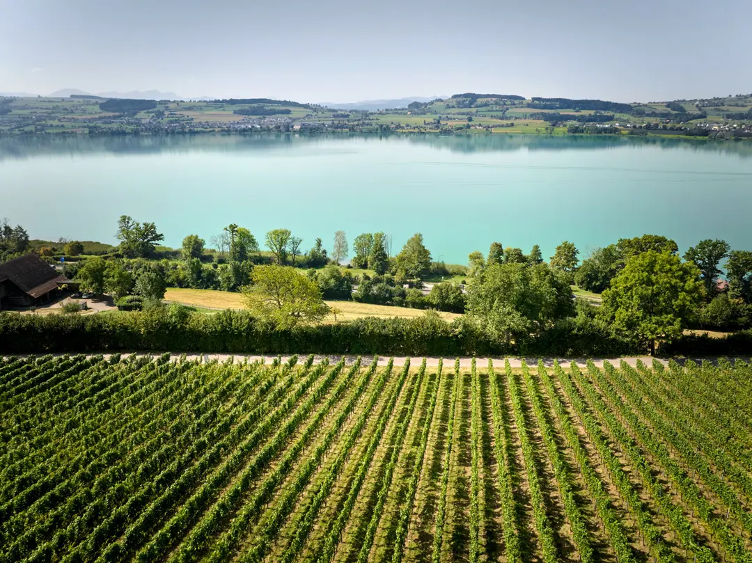 Eichberg Vineyard towards Lake Sempach ©Beat Brechbühl/Lucerne Tourism