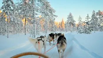 Lapland Excursion Husky 1