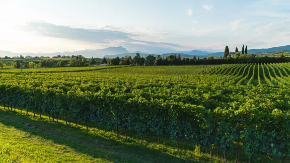 Vineyard in the Golden Hour