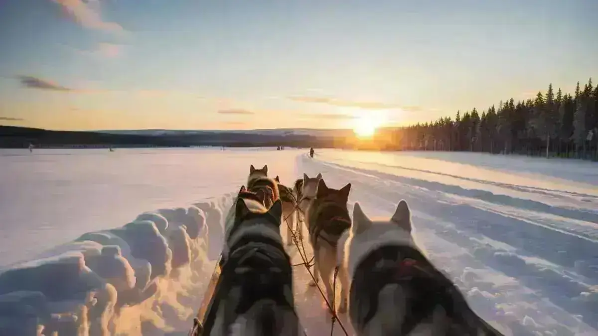 Levi Finland Husky Sledding