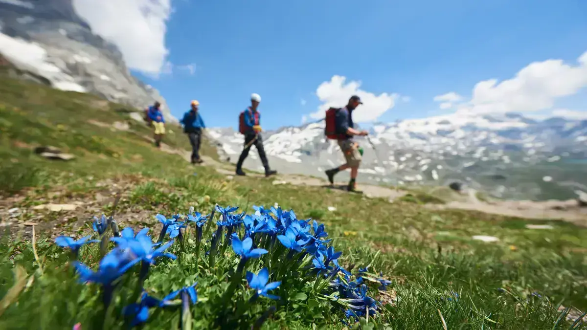 Walking Alps