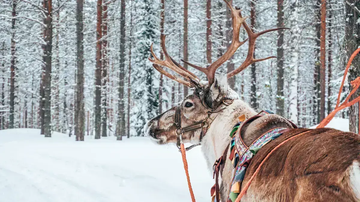 Lapland Excursion Reindeer 3