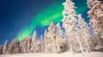 Finland Lapland Snowy Trees