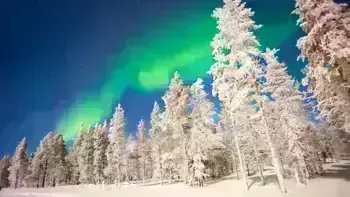 Finland Lapland Snowy Trees