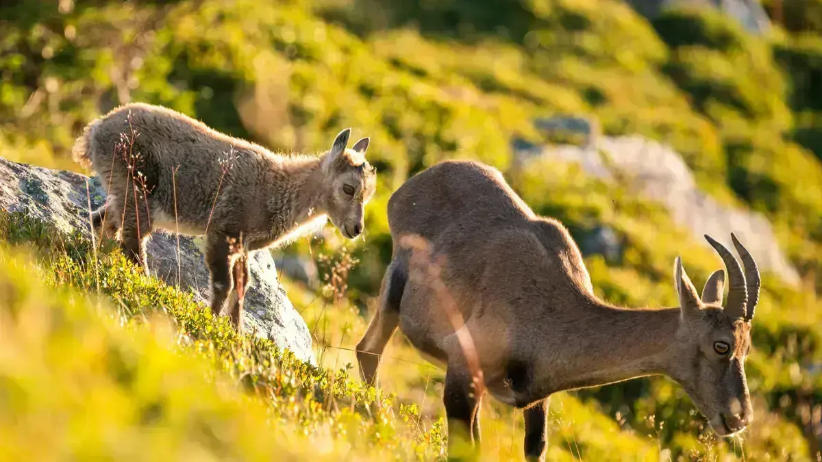 Ibex In Switzerland